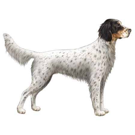 Llewellin Setter