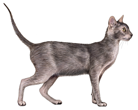 Lykoi