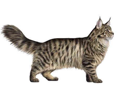 Maine Coon