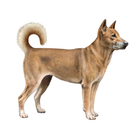 New Guinea Singing Dog