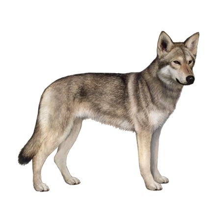 Northern Inuit Dog