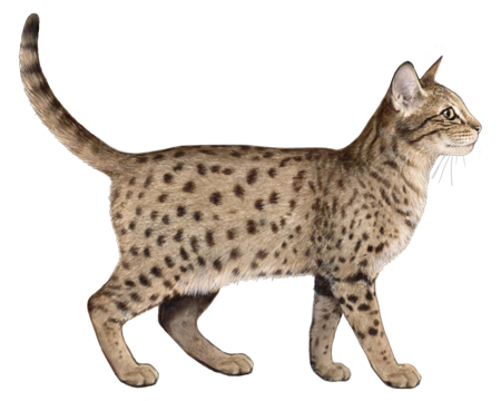 Ocicat