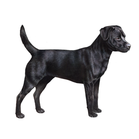 Patterdale Terrier