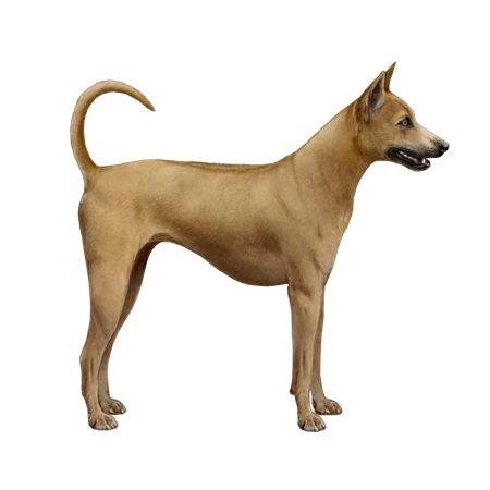 Phu Quoc Ridgeback