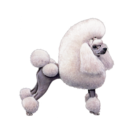 Poodle (Toy and Miniature)