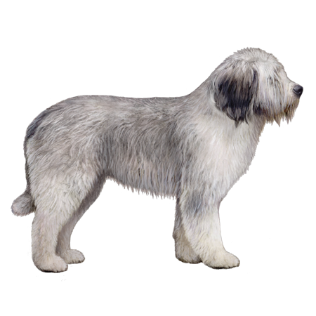 Romanian Mioritic Shepherd Dog