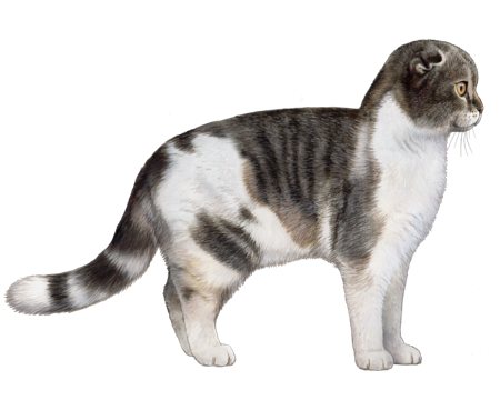 Scottish Fold