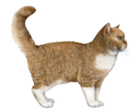 Selkirk Rex