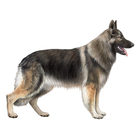 Shiloh Shepherd Dog