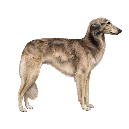 Silken Windhound and Windsprite