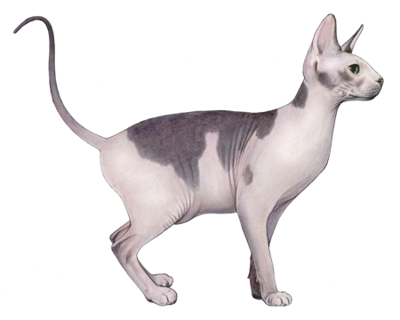 Sphynx