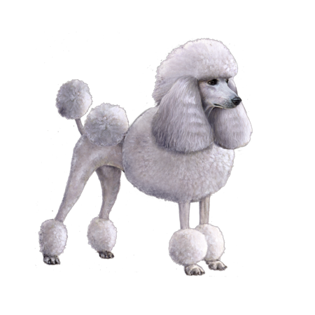 Poodle (Medium and Standard)