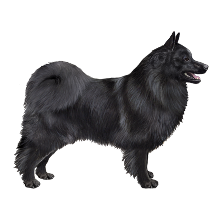 Swedish Lapphund