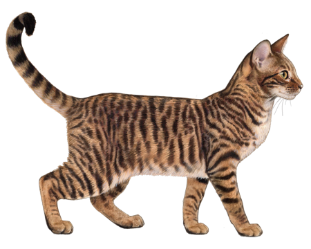 Toyger