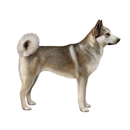 West Siberian Laika