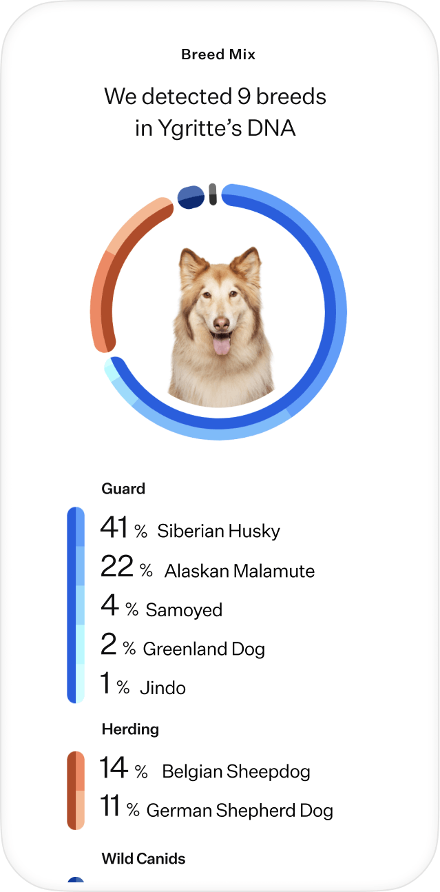 Dog DNA test bread breakdown