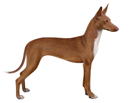 Podenco Canario