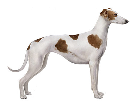 Polish Greyhound