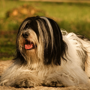 Polish Lowland Sheepdog - carousel