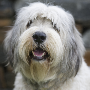 Polish Lowland Sheepdog - carousel