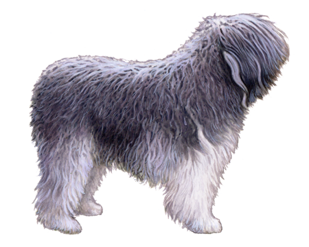 Polish Lowland Sheepdog