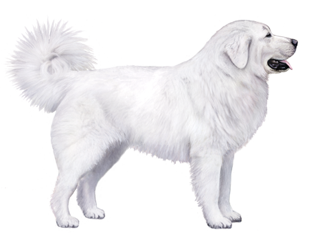 Polish Tatra Sheepdog