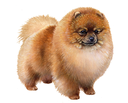 Pomeranian