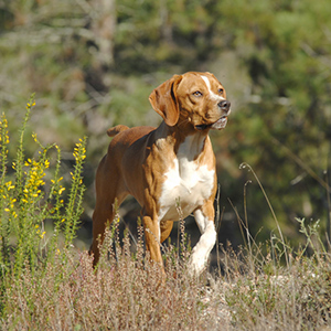 Portuguese Pointer 2