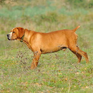 Portuguese Pointer 3