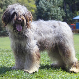 Portuguese Sheepdog 1