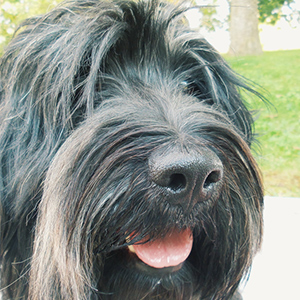 Portuguese Sheepdog 2