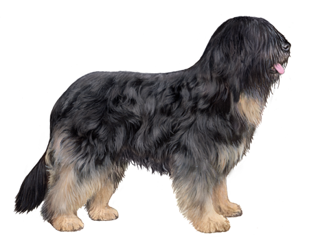 Portuguese Sheepdog