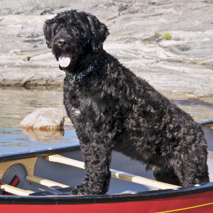 Portuguese Water Dog - carousel