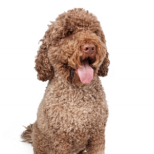 Portuguese Water Dog - carousel