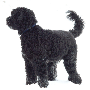 Portuguese Water Dog - carousel