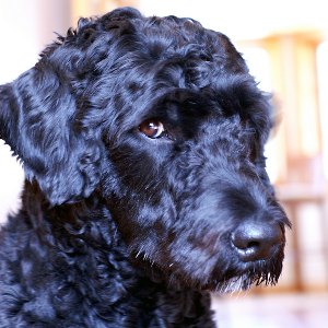 Portuguese Water Dog - carousel