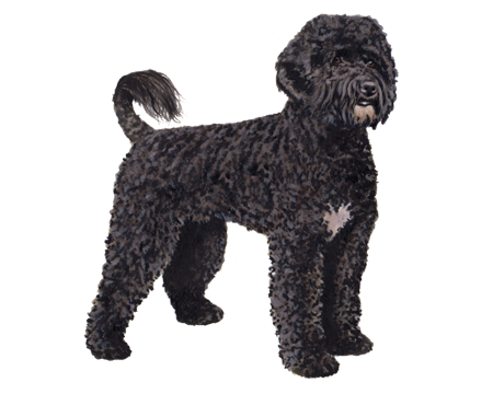 Portuguese Water Dog