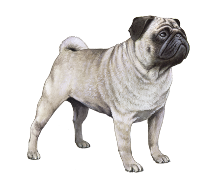 Pug