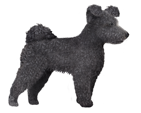 Pumi