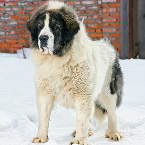 Pyrenean Mastiff 1