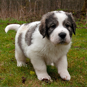 Pyrenean Mastiff 2