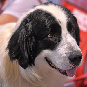 Pyrenean Mastiff 3