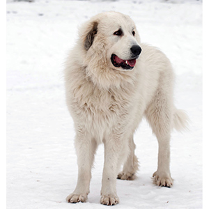 Pyrenean Mastiff 4