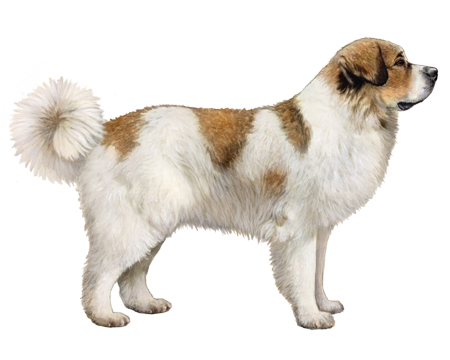 Pyrenean Mastiff