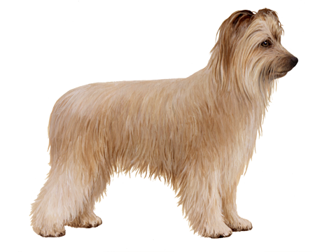 Pyrenean Shepherd