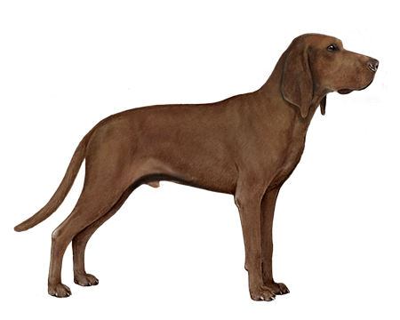 Redbone Coonhound