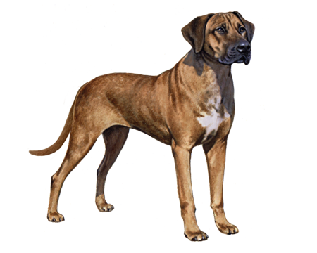 Rhodesian Ridgeback