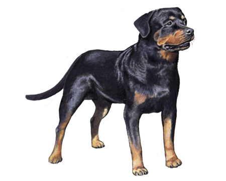 Rottweiler