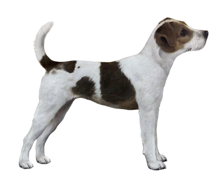 Russell Terrier