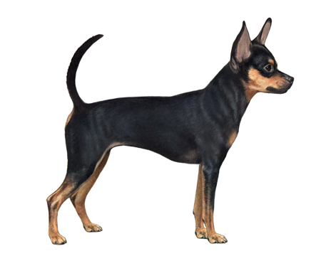 Russian Toy Terrier